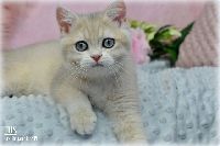 /iris