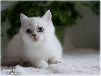 /milky