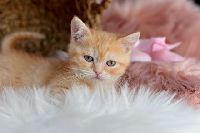 /tilda
