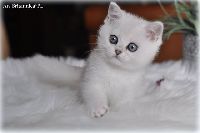 /ivory