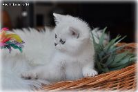 /ivory