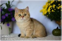 /hermiona