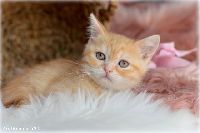 /tilda