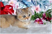/ella