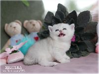 /migotka