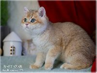 /baltazar