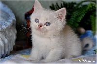 /bluebell