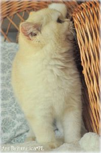 /harriet