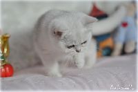 /sybilla