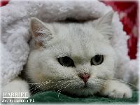 /harriet