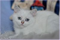 /opal