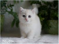 /marcepan