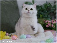 /gigi