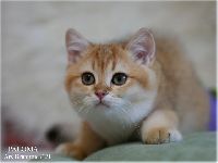 /paloma