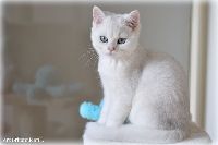 /karol