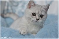 /otello