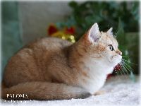 /paloma