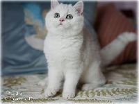 /albus