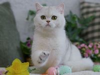 /gigi