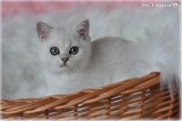 /ivory