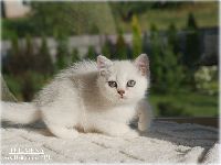 /telimena
