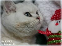 /harriet