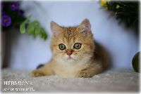 /hermiona