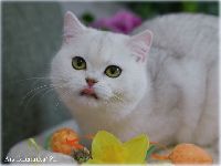 /gigi