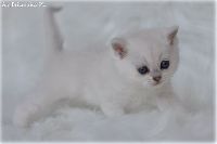 /ivory