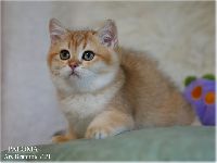 /paloma