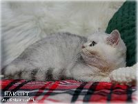 /harriet