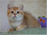 /paloma