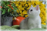 /ofelia