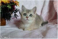 /rascal