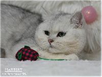 /harriet