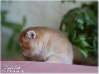 /paloma