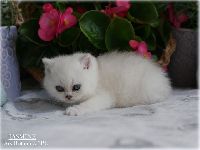 /jasmine