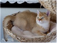 /napoleon