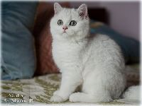 /albus