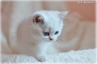 /polly