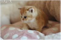 /leopold