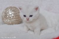 /gigi