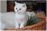 /ivory