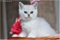 /griffin