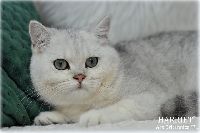 /harriet