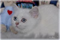 /opal