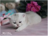 /migotka