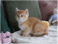 /napoleon