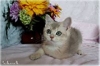 /rascal