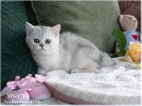/migotka